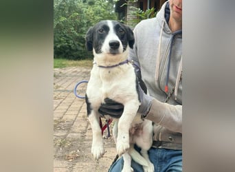 Alma, geboren 26.08.2023, 29cm sucht ihr Glück