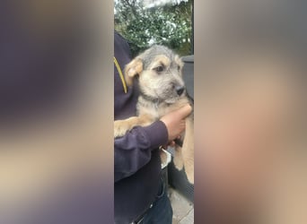 Bradley, geboren 19.10.2025, 32cm sucht sein Zuhause