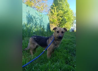 Marwin, geb. 01.04.2025, 40 cm, sucht Sicherheit und Liebe