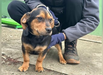 Chris, geboren 26.10.2025, 30cm sucht DICH!