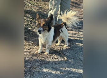 Aldo, geboren 20.02.2024, 34cm sucht seine Menschen