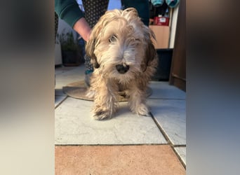 Levi, 12 Wochen, 29cm sucht geduldvolles Zuhause