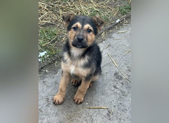 Mancs, geboren 04.10.2025, 30cm sucht leibevolles Zuhause