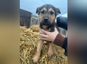 Mancs, geboren 04.10.2025, 30cm sucht leibevolles Zuhause