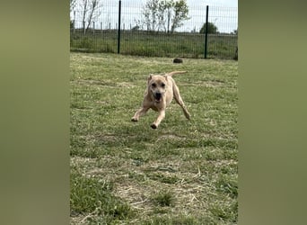 Bori, geb. 09.2025, 37cm sucht ihr Traumzuhause