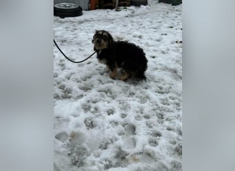 Grizzly, geboren 2021, 32cm sucht seine Menschen