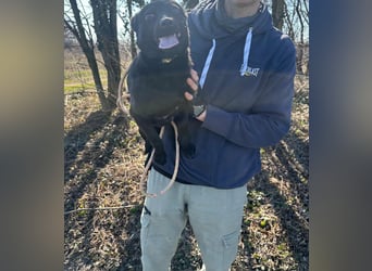 Ajna, geboren 06.2024, cm sucht ihr Zuhause