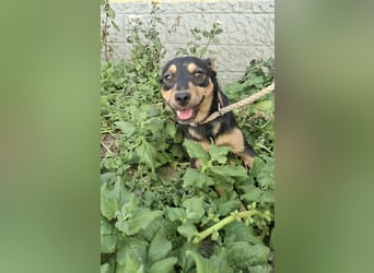 Jade, 8 Monate, 40cm sucht liebevolles Zuhause