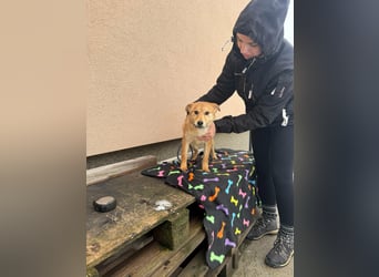 Goji, geboren 25.08.2025, 37cm sucht seine Familie