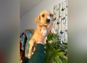 Darla, geboren 10.11.2025, 24cm sucht ihr Zuhause