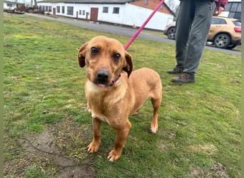Bubu, geb. 05.2025, 35cm, sucht seine Familie