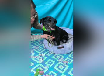 Austin, 2 Jahre sucht sein Körbchen