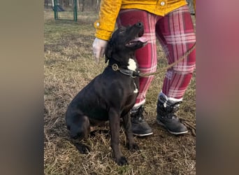 Hella, geboren 25.01.2025, 42cm sucht ihr Für-immer-Zuhause