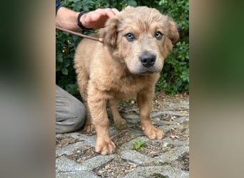 Jonathan, geboren 08.02.2026, 33cm sucht liebvolles Zuhause