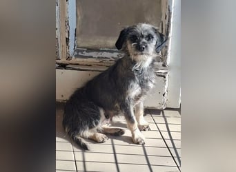 Mia, geboren 01.12.2025, 24cm sucht ihr für immer Zuhause