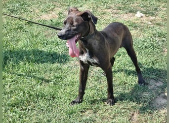 Hailey, geboren 25.01.2025, 39cm sucht aktives Zuhause