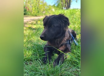 Blacky, geb. 04.2025, 40cm sucht geduldiges Zuhause