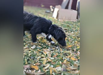 Bogyo, 7 Monate, 24cm sucht ihr Zuhause