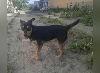 Jade, 12 Monate, 40cm sucht liebevolles Zuhause