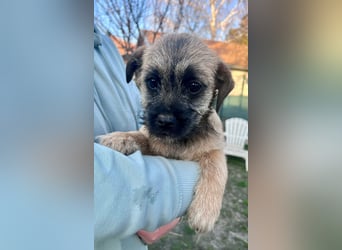 Mia, geboren 01.12.2025, 24cm sucht ihr für immer Zuhause