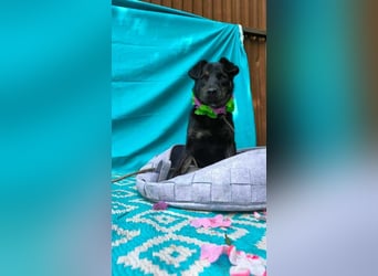 Austin, 2 Jahre sucht sein Körbchen