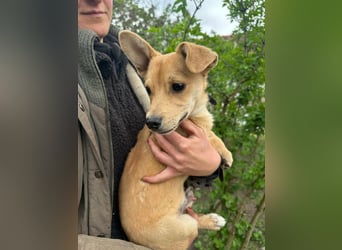 Yoda, geboren 13.01.2026, 26cm sucht sein Zuhause