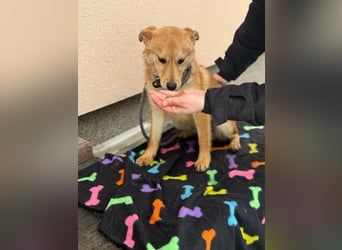 Goji, geboren 25.08.2025, 37cm sucht seine Familie