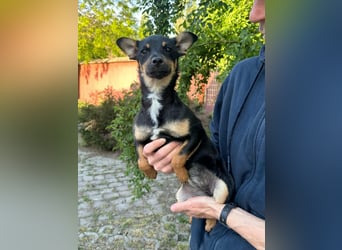 Tina, geboren 20.01.2026, 32cm sucht ihr Glück