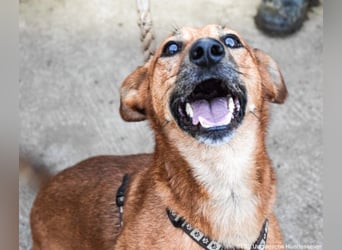 Füge, geb. 2021, 40cm wartet auf sein für Immer zu Hause