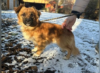 Leo, geboren 12.05.2023, 31cm sucht sein Glück