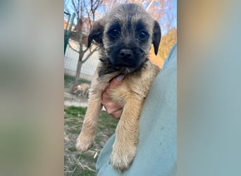 Mia, geboren 01.12.2025, 24cm sucht ihr für immer Zuhause