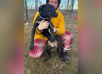 Hetty, geboren 25.01.2025, 42cm sucht ihre Familie