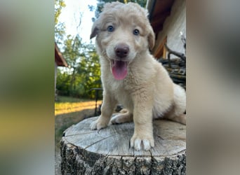 Sari, geboren 25.04.2026, 30cm sucht ihre Familie