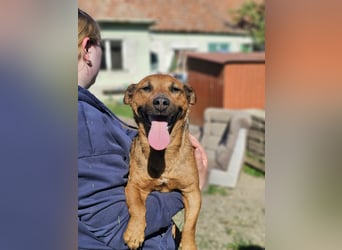 Paloma, geb. 10.2019, 34cm, sucht ihr Glück