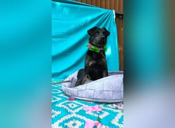 Austin, 2 Jahre sucht sein Körbchen