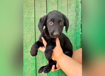 Milo, geboren 04.05.2026, 27cm sucht sein Zuhause