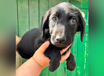 Milo, geboren 04.05.2026, 27cm sucht sein Zuhause