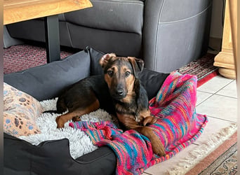 Marko, geboren 26.06.2025, 40cm sucht neues Zuhause