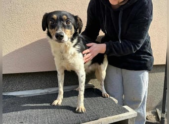 Milo, geboren 21.05.2023, 43cm sucht sein Zuhause (Pflegestelle in Deutschland)