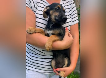 Tyler, geboren 08.02.2026, 30cm sucht seine Menschen