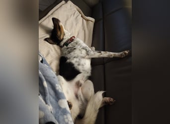 Milo, geboren 21.05.2023, 43cm sucht sein Zuhause (Pflegestelle in Deutschland)