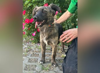 Nina, geb. 04.2025, 33cm sucht ihr Zuhause