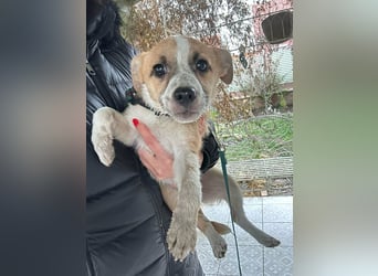 Mandy, geboren 05.11.2025, 35cm sucht ihr Glück