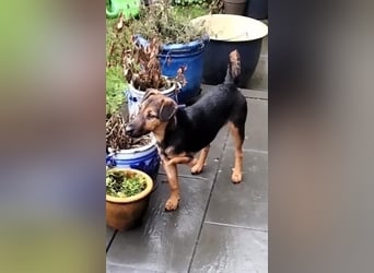 Marko, geboren 26.06.2025, 40cm sucht tierliebe Menschen (Pflegestelle Deutschland)