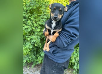 Tina, geb. 01.2026, 32cm sucht ihre Menschen für Abenteuer
