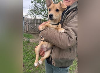 Yoda, geboren 13.01.2026, 26cm sucht sein Zuhause