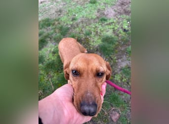 Bubu, geboren 10.05.2025, 35cm sucht Familienanschluss