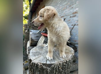 Sari, geboren 25.04.2026, 30cm sucht ihre Familie