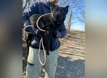 Ajna, geboren 06.2024, 39cm sucht ihr Zuhause