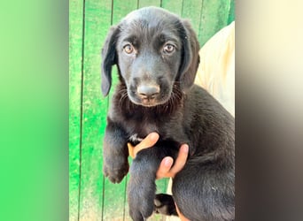 Mabel, geboren 04.05.2026, 26cm sucht ihre Menschen